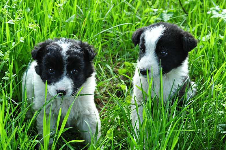 Abandoned Border Collies