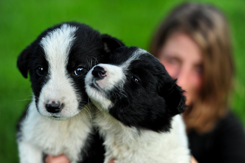 Romanian Border Collie Pups